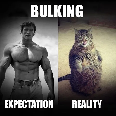 Bulking expectation vs. reality meme: a sculpted physique labeled expectation on the left, a chubby cat labeled reality on the right — an accurate summary of most software projects